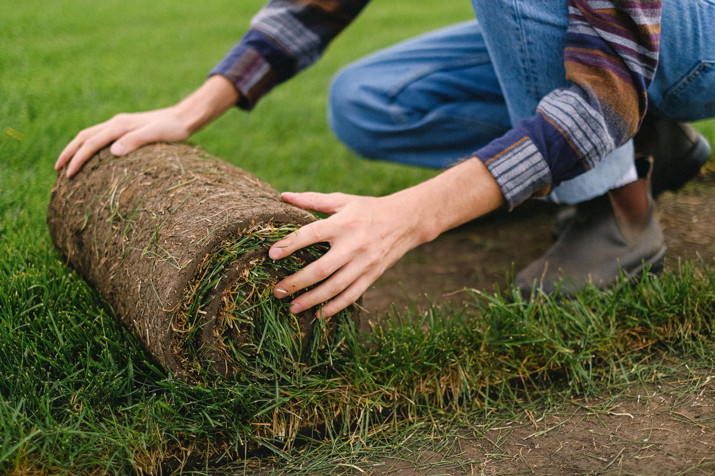 Posa di prato in rotoli su un terreno preparato